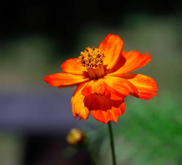 Estas Flores São Lindas Para Jardim Cores Verão — Fotografia de Stock