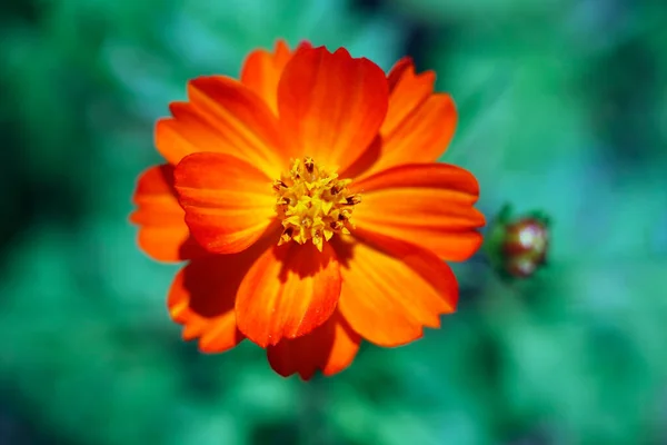 这些是花园的美丽花朵 夏天的色彩 — 图库照片