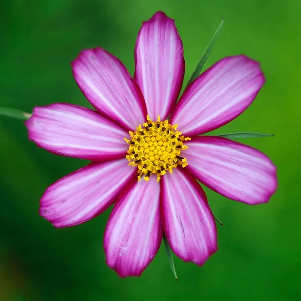 Sont Belles Fleurs Pour Jardin Les Couleurs Été — Photo