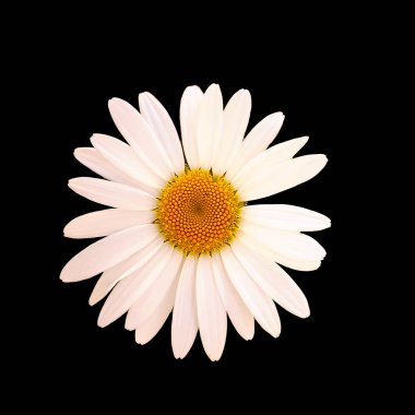 Çiçekler güzel ve canlı. Yaz bahçesi bitkileri.