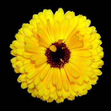 Çiçekler güzel ve canlı. Yaz bahçesi bitkileri.