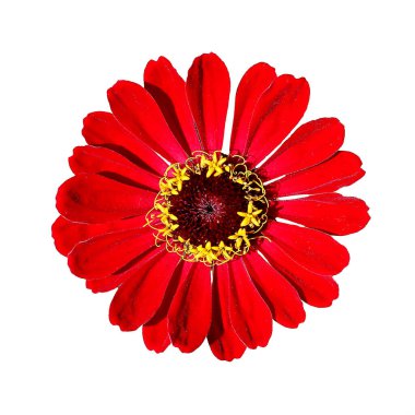 Çiçekler güzel ve canlı. Yaz bahçesi bitkileri.