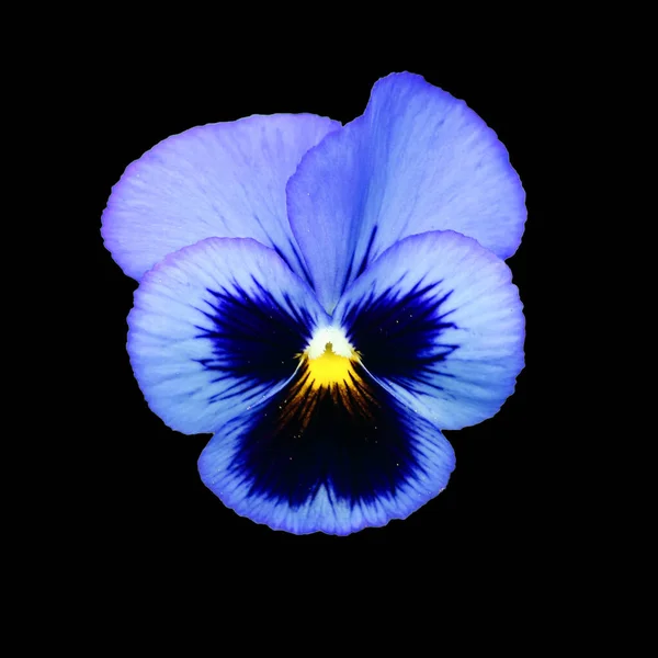 Çiçekler güzel ve canlı. Yaz bahçesi bitkileri.