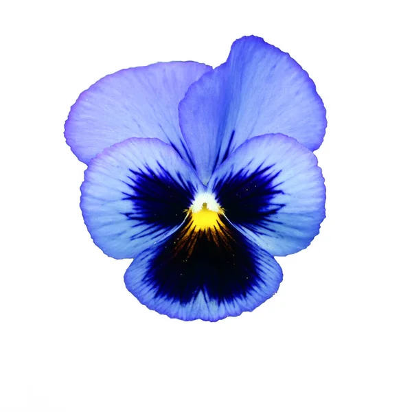 Çiçekler güzel ve canlı. Yaz bahçesi bitkileri.