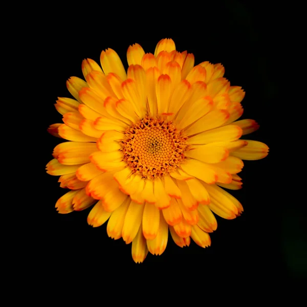 Les Fleurs Sont Belles Vibrantes Des Plantes Jardin Été — Photo