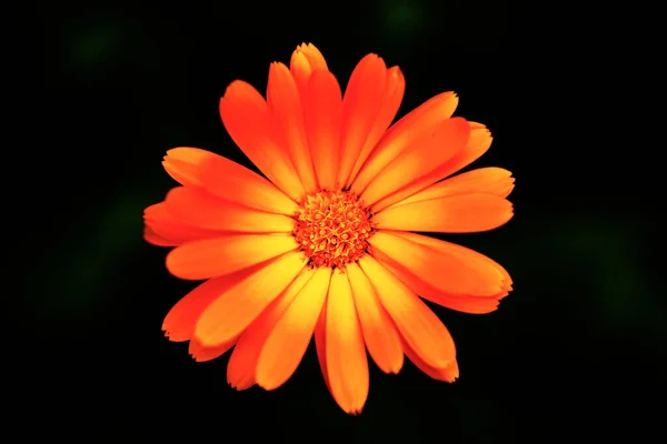 Λουλούδια Είναι Όμορφα Και Ζωντανά Καλοκαιρινά Φυτά — Φωτογραφία Αρχείου