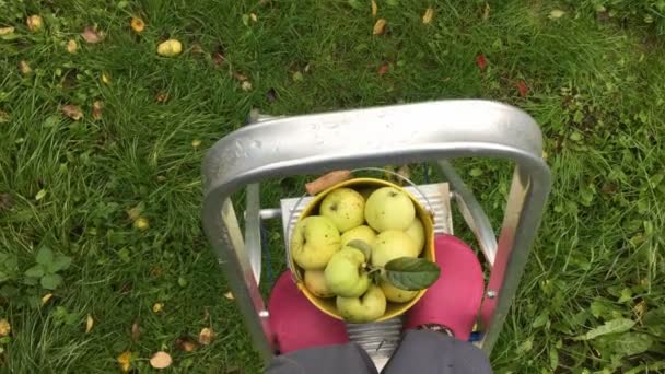 Roztrhl Apple do kbelíku s jablek — Stock video