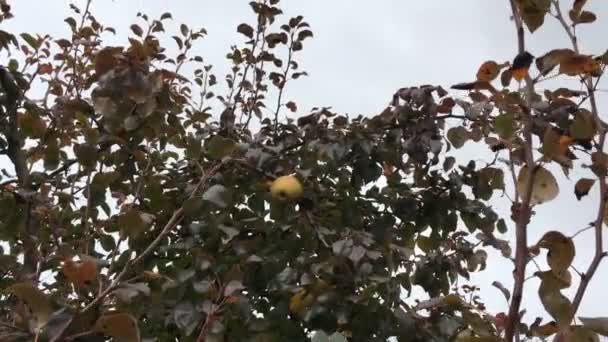 Pear tree předsazení velmi vysoká — Stock video