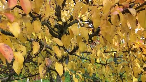 Осенние листья на дереве — стоковое видео