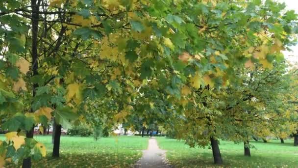 A época do outono no parque da cidade — Vídeo de Stock