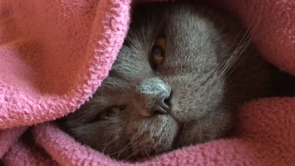 Кот покрыт одеялом. — стоковое видео