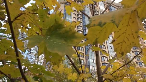 Feuilles d'érable gros plan sur un fond de bâtiments de grande hauteur — Video