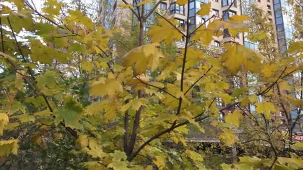 Maple leaves closeup on a background of high-rise buildings — Stock Video