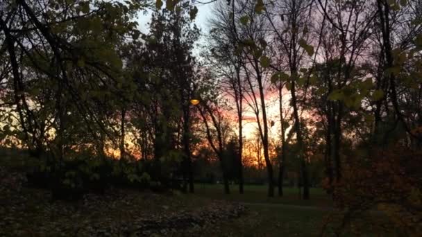 Hermosa puesta de sol detrás de ramas y árboles en el Parque — Vídeo de stock