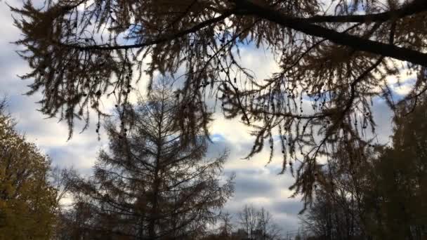 Branches of larch shakes, light breeze — Stock video