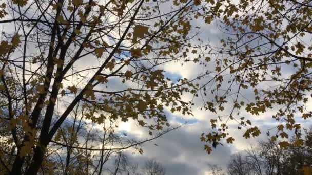 Hojas de arce amarillo en el fondo del cielo otoñal — Vídeos de Stock