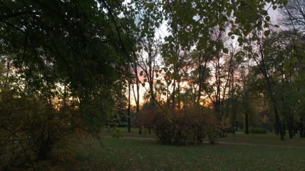 Hermosa puesta de sol detrás de ramas y árboles en el Parque — Vídeo de stock