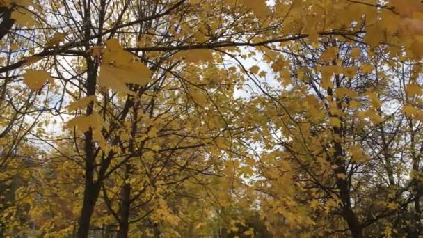 Muchas hojas de arce amarillo — Vídeo de stock