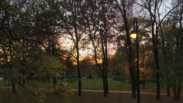 Beau coucher de soleil derrière les branches et les arbres dans le parc — Video