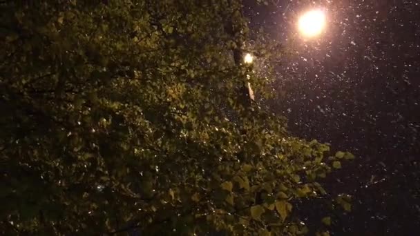 Björk grenar med blad på bakgrunden av en lyktstolpe och snöslask — Stockvideo