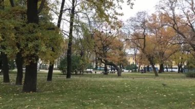 güçlü ağaç yapraklarından yıkılışı