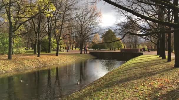 Eenden zwemmen in de rivier in de stad Park — Stockvideo