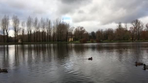 Οι πάπιες κολυμπούν στη λίμνη — Αρχείο Βίντεο