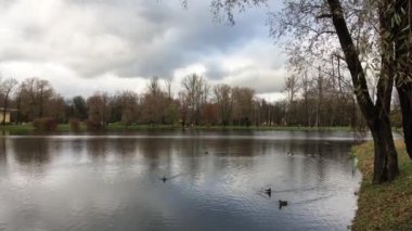 Ördekler gölette yüzer.