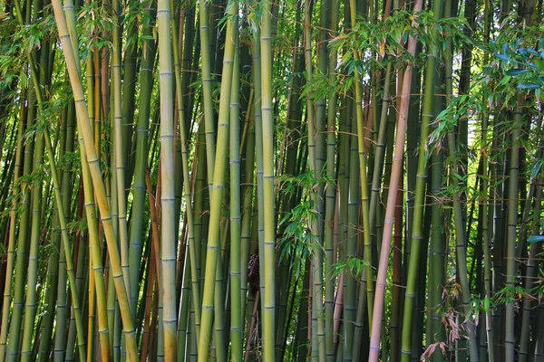 bir büyük bambu koru