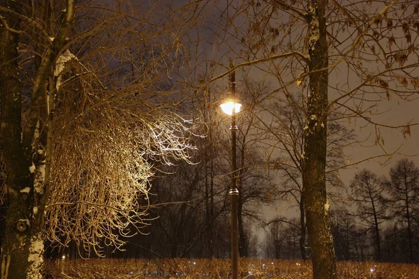 Snöfall i parken i eftermiddag — Stockfoto