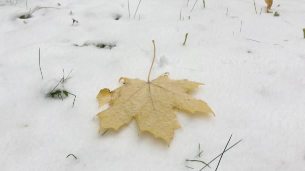 Hoja de arce en la nieve blanca — Vídeo de stock