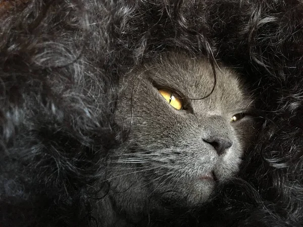회색 고양이 곱슬 스카프에 싸여 — 스톡 사진