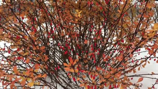 Small Bush with red berries in the snow — Stock Video