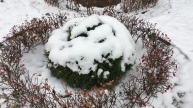 flowerbed yuvarlak şekli ile kar silkeledi