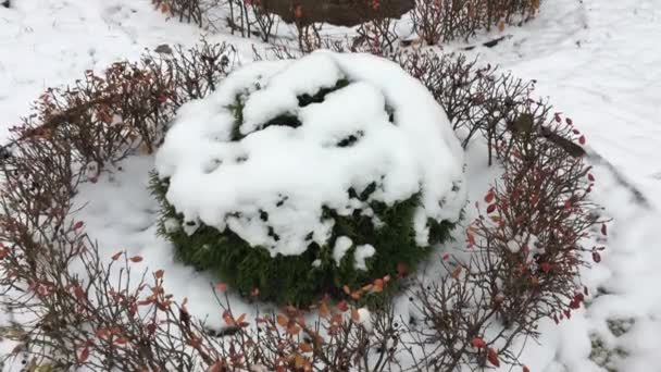 Virágágyásba kerek leporolta a hó — Stock videók