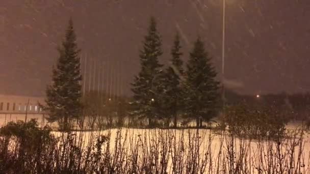 Снег падает на фоне елок — стоковое видео