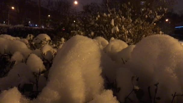 På grenarna i buskarna ligger stora snön klumpar — Stockvideo