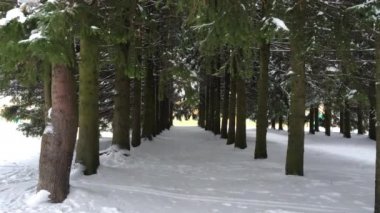 Avenue Noel ağaçları
