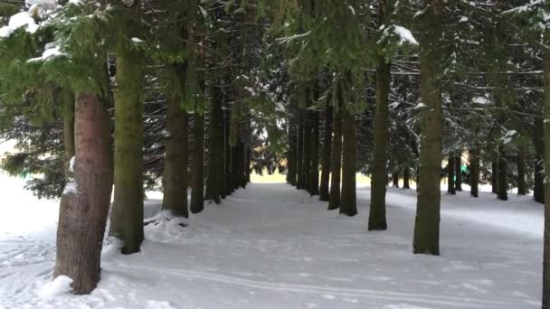 Avenue of Christmas trees — Stock Video