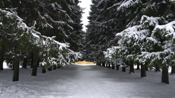 Avenida de árboles de Navidad — Vídeo de stock