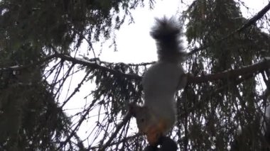 Ceviz için ulaşan bir ağaç dalı ile sincap