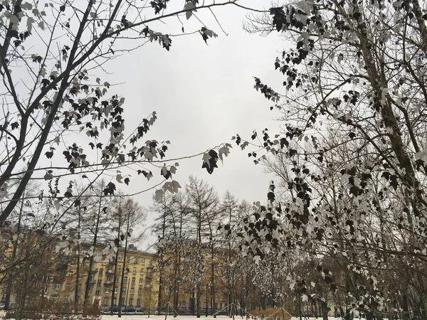 Olağandışı gri siyah akçaağaç yaprakları