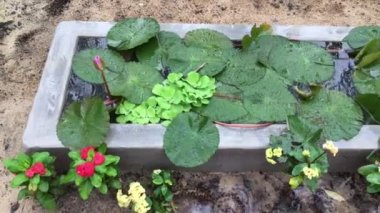 nilüferler bir flowerbed üzerinde