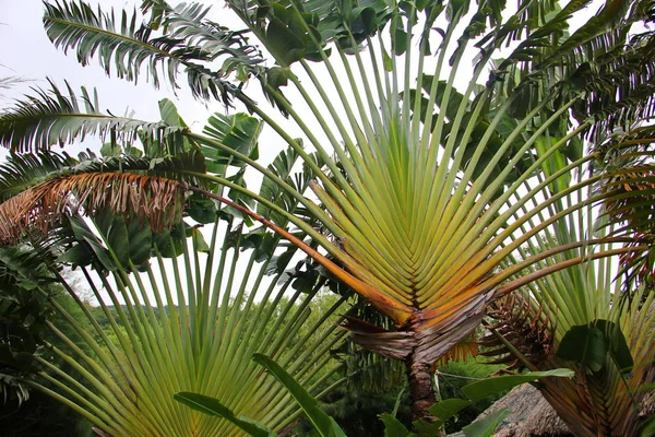 Palm is vergelijkbaar met peacock's tail — Stockfoto