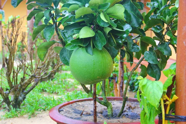 Large green pomelo on tree — Stock Photo, Image