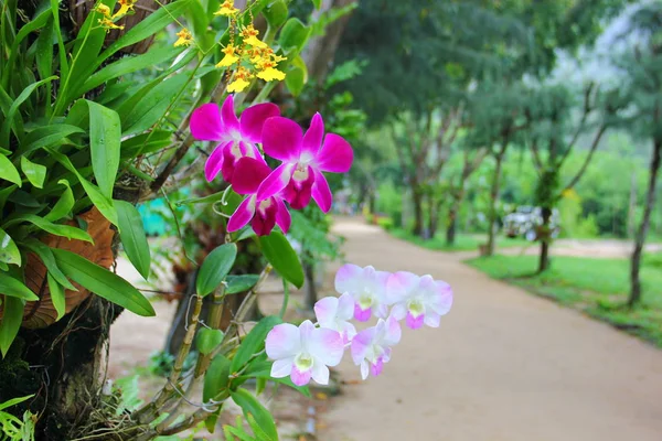Orchidées poussant sur un arbre — Photo