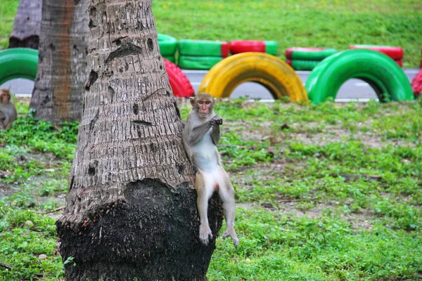 very funny monkey sitting on a palm tree