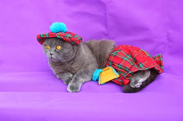 苏格兰折耳猫猫苏格兰裙子 — 图库照片
