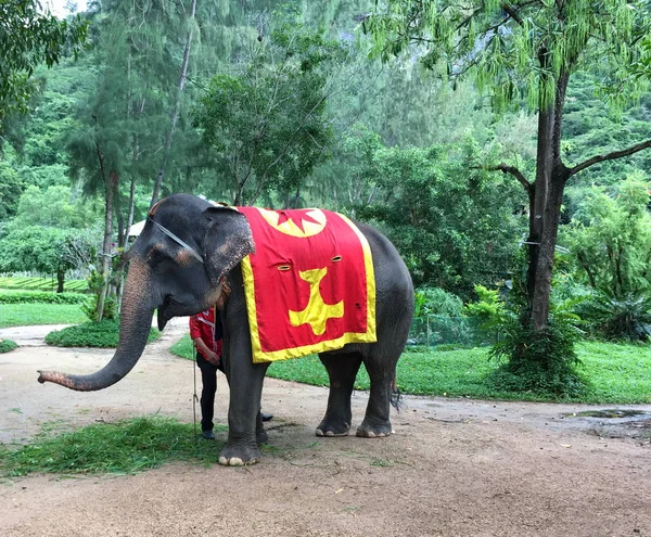 Elefant vor dem Hintergrund tropischen Grüns — Stockfoto