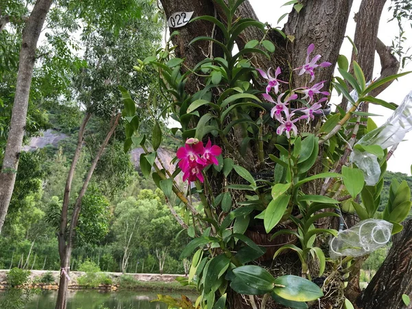 Orquídeas crescendo em uma árvore — Fotografia de Stock